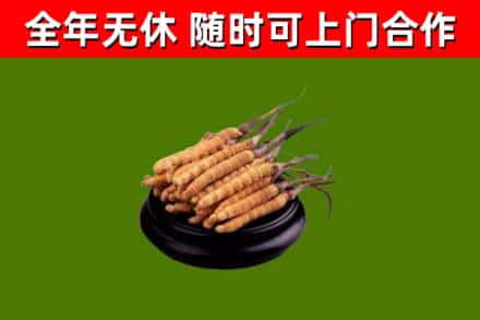 陇南市烟酒回收冬虫夏草.jpg